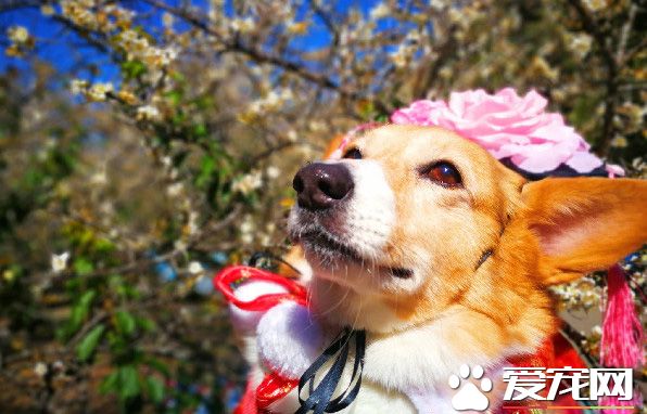 柯基犬在繁殖場被救 幸遇把拔帶它旅游看世界