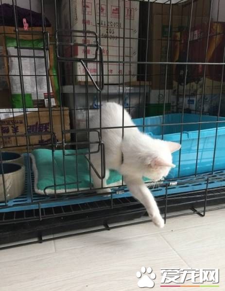 想關注本喵？小白貓為大家示范逃獄的最高境界