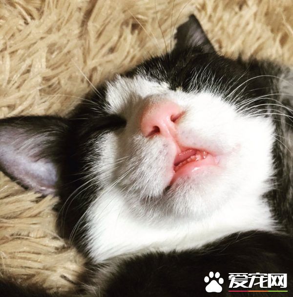 貓咪好像會很喜歡 貓奴這次沖動購物十分正確