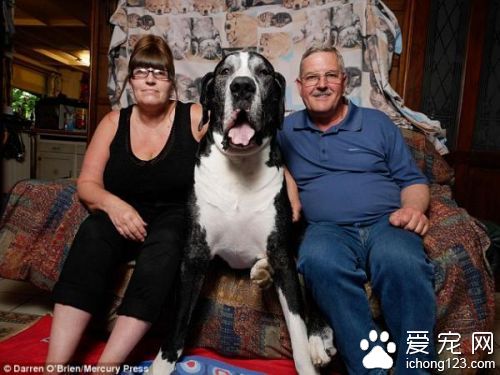 英國女子為養大丹犬向丈夫撒謊  小狗變兩米巨犬
