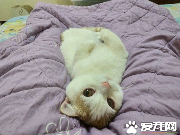 聽睡覺立刻窩大腿縫隙塞好 抬頭超溫柔眼神說晚安