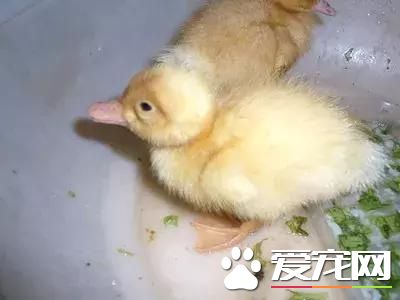 養寵物鵝是一種怎樣的體驗？