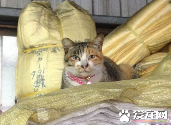 浪喵超會塞乃暖化小資女 被收養成公司招財<a href=/zhonglei/mao/ target=_blank class=infotextkey>貓</a>