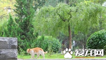 “山大神貓”昨晚意外離世 學子們對其哀悼