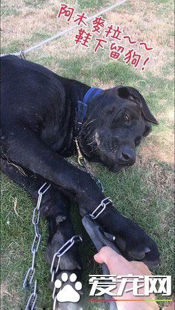 高山犬叼大魚上岸想幫自己加菜 可愛模樣笑翻網友