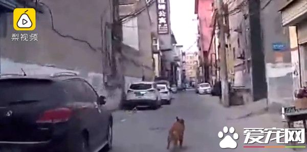 黃金獵犬發現主人昏倒 將醫療人員引導到主人身邊