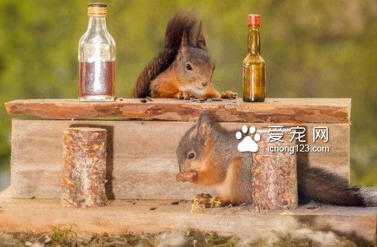 攝影師自制迷你吧臺 松鼠被吸引變小酒鬼