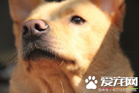 對于農村土狗的不理解 養寵人需要深思