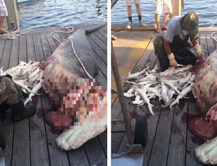 垂釣者無意間殺死鯊魚媽媽 體內竟發現34條小鯊