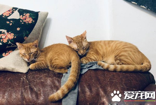 橘喵魚缸燈管取暖腳偷放缸內 網友：溫泉魚吃腳皮