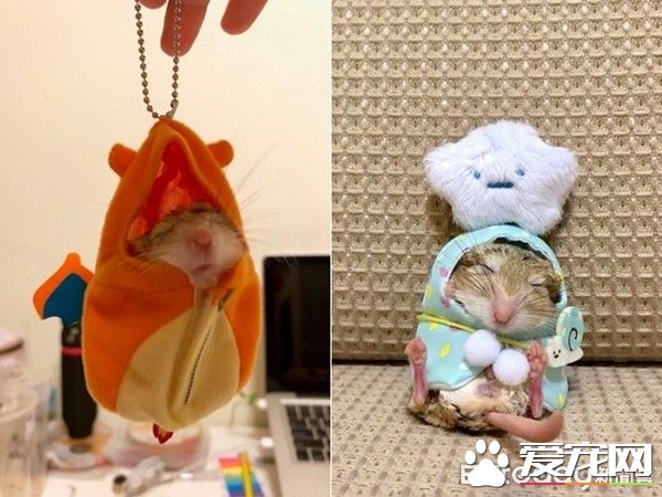 超萌肥尾沙鼠 對人類手掌心獨有情鐘