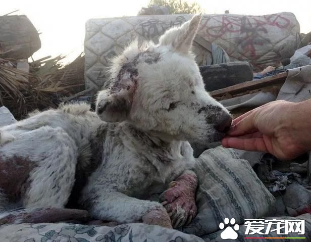 流浪狗無家可歸，蜷縮在惡臭的垃圾場中，把垃圾場當做自己的家