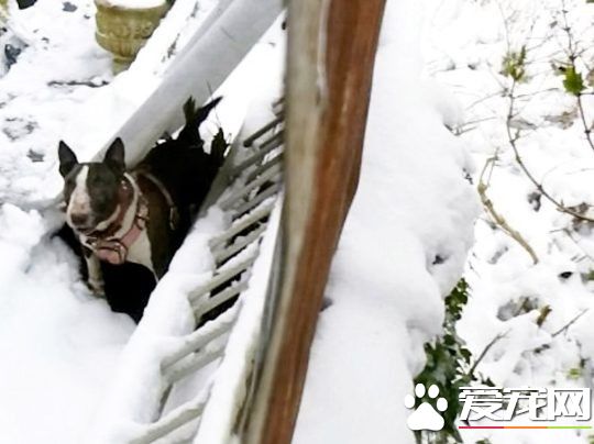 汪被主人綁在雪地挨凍 凍傷宛如深海閻王