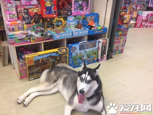 汪自動進店吹冷氣 怎么拖都一臉我不走的大爺臉