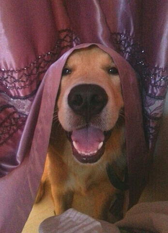 超聰明！萌犬家務健身走臺步樣樣精通