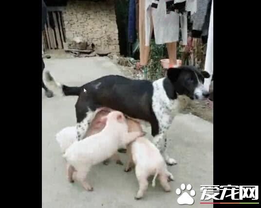 小豬把狗狗當媽媽，搶著喝狗狗的奶，狗狗都無法拒絕！