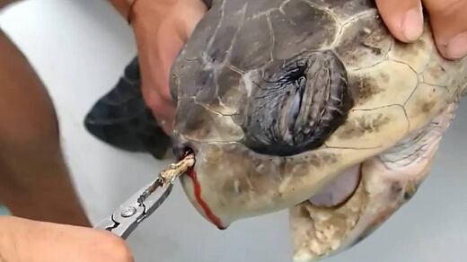 海龜鼻子插入吸管長達12厘米 拔出場景令人揪心