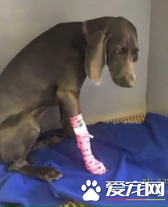 小狗胃部膨脹快要破了 而真兇竟是最常見的東西