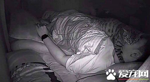好奇貓主子晚上在干嘛 意外拍下主子對他濃烈愛意