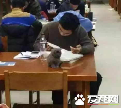 花式擼貓，學生帶喵星人去圖書館 還掏出把貓糧喂 太萌勒!