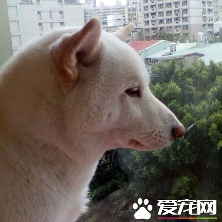 本汪才不是你養的！踩到地雷汪汪可是翻臉不認人的