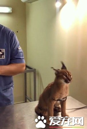 坐上診療臺狂哈氣 打針結束獰貓一臉呆萌愣在原地