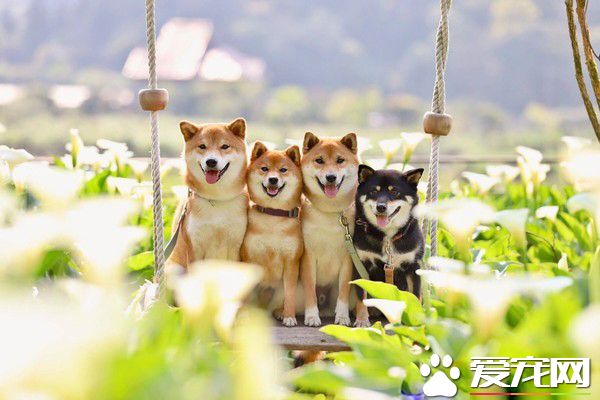 當主人按下快門的前一秒 柴大哥竟偷伸美腿搶鏡頭