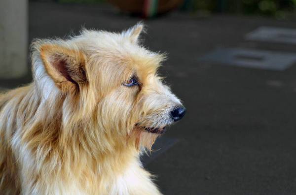犬瘟潛伏期