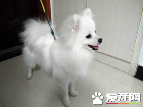 長不大的寵物狗