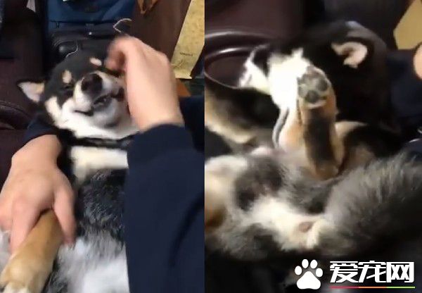 黑柴被各個捉弄 超大噴嚏讓哥哥無法招架!