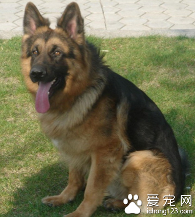 一男子以網售寵物犬為名 設騙局連騙兩人上當