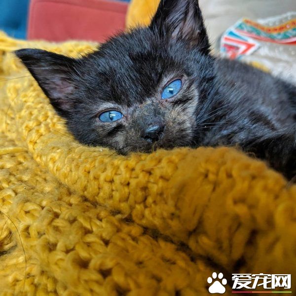 小黑貓因潮濕掉毛 新長毛后竟變身灰臉貓