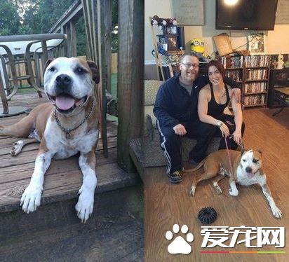 斗牛犬為陌生人擋5刀 奇跡活下來還找到新家