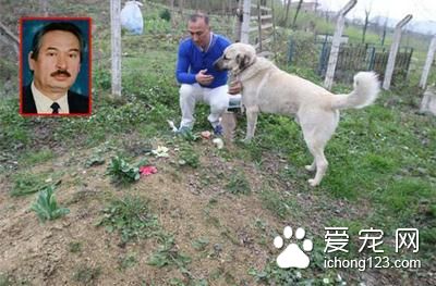 他去祭拜父親 卻發現以前父親養的狗狗躺在墳上