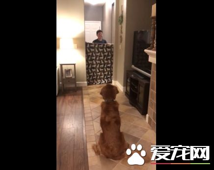 狗狗以為又玩無聊游戲了 竟然出現意外的驚喜