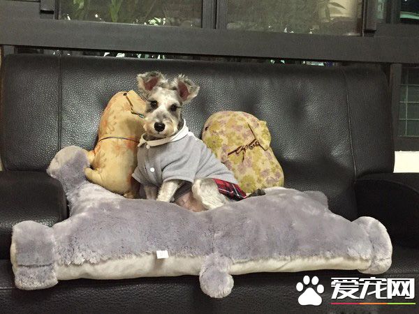 剛撿回來只能養在陽臺 沒想到<a href=/zhonglei/gou/ target=_blank class=infotextkey>狗</a>狗融化媽媽的心