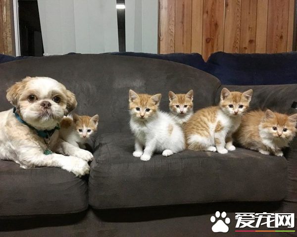 狗狗從汪星移民到喵星 變身超級奶爸