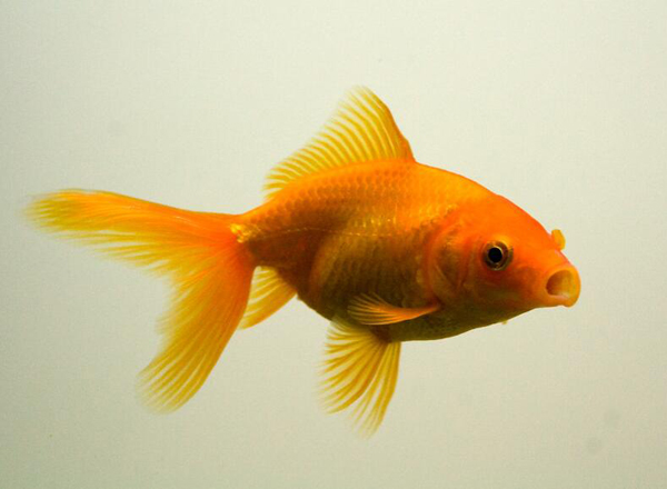 金魚頭瘤白色分泌物