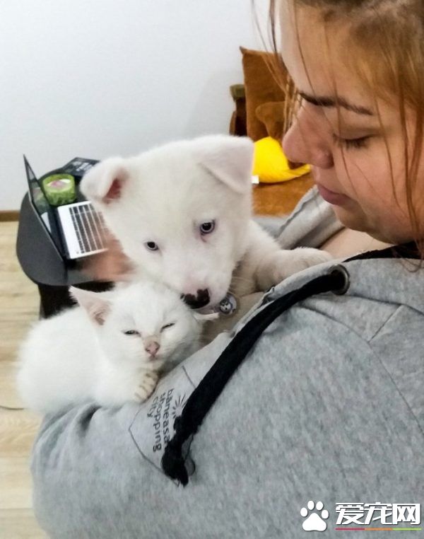狗狗想找伴 遇見命中注定的好朋友