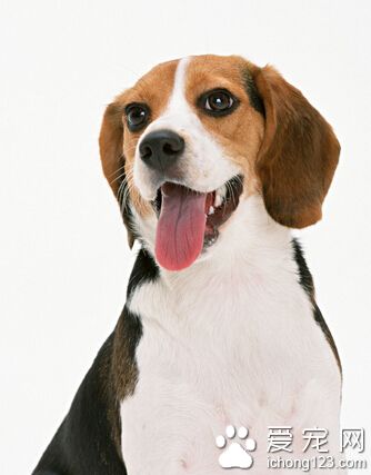 養了7年的比格犬突然走失 狗友愛心接力送回家