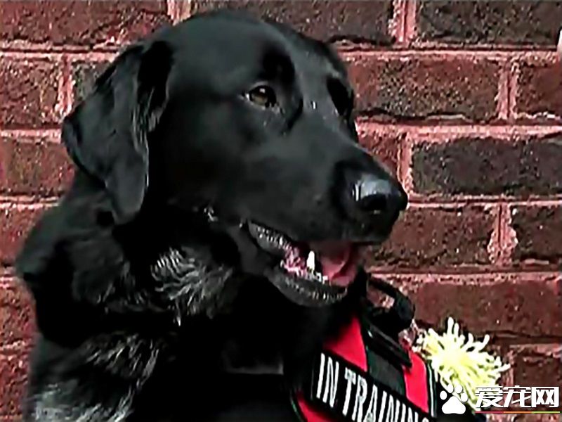 美國發生一件保姆虐童案 忠犬狂吠揭發惡行