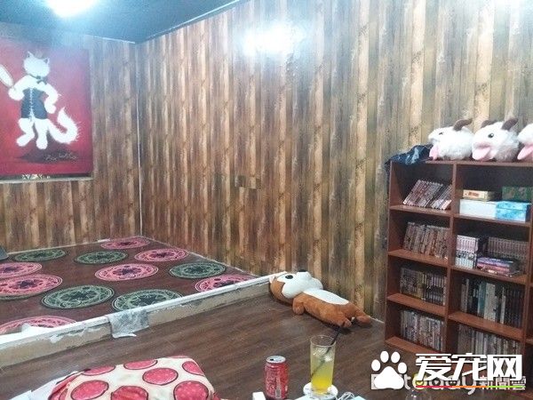 佛系經營方式的貓咖啡廳 現任店長背后故事超感人