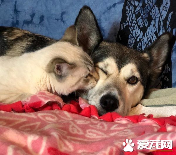 后癱貓被貓媽媽遺棄 幸好有狗媽媽陪伴快樂成長