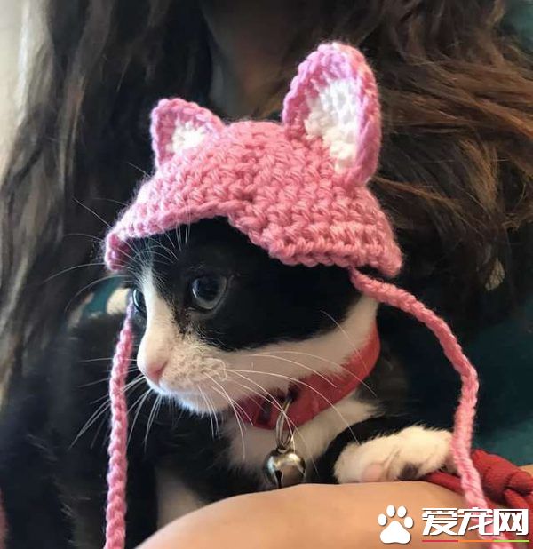 貓咪耳朵尾巴被割掉 在志工幫助下找到超適合的貓奴