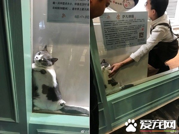 喵咪果然是液體!  躲藏縫隙擠成一片貓覺得好開心