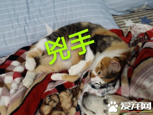 汪星人被喵大人吐了滿臉求救 主人傻眼笑噴