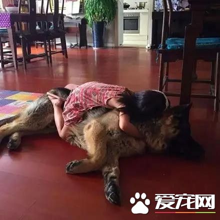 等待屠宰的大狼狗 被她從死亡邊緣給救了回來
