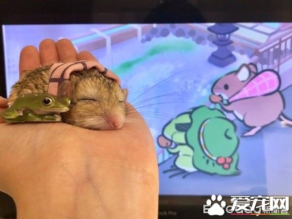 超萌肥尾沙鼠 對人類手掌心獨有情鐘