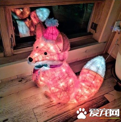 圣誕狐貍造型燈飾 吸引正牌狐貍一見鐘情