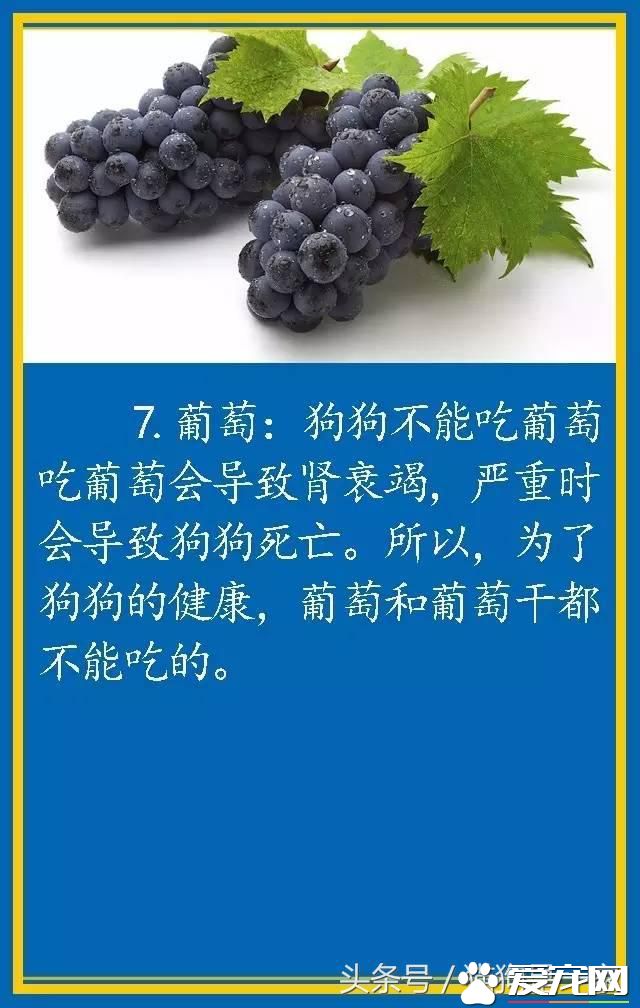 寵物狗的飲食禁忌